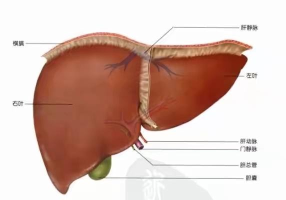 人體肝臟。（示意圖源：互聯網）