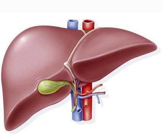人體肝臟示意圖。（圖源：互聯網）