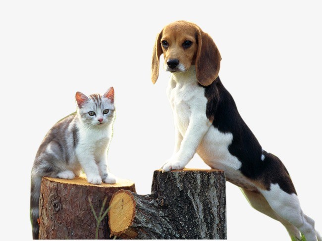 河內市：狗與貓飼養者必須向鄉、坊、市鎮人委會辦理登記手續，並在住所範圍內看管。（示意圖源：互聯網）