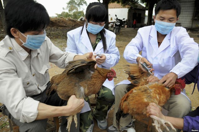 給家禽注射甲型H7N9禽流感疫苗。（示意圖源：互聯網）