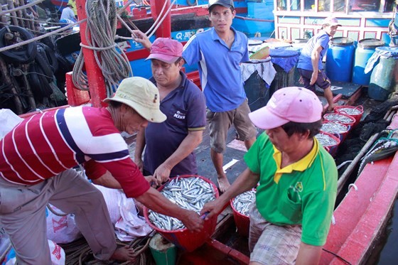 廣義省平山縣平洲鄉沙奇港的數十艘漁船滿載白飯魚而歸。（圖源：阮莊）