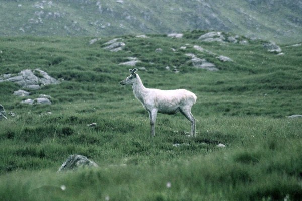 蘇格蘭高地現罕見白鹿。（圖源：互聯網）