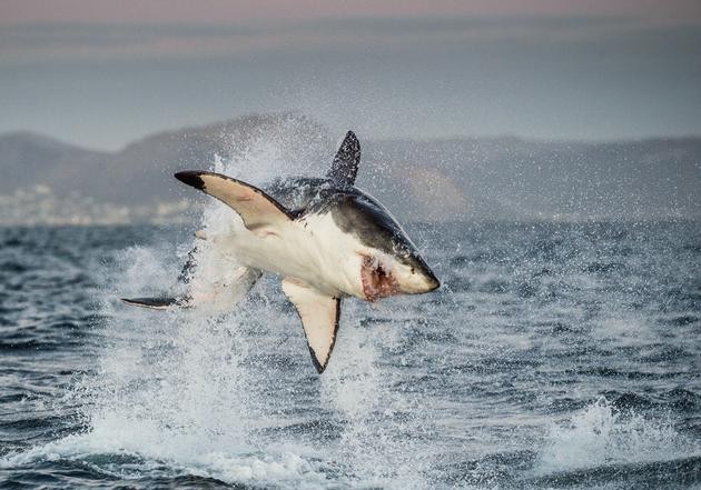躍出水面捕食的大白鯊。