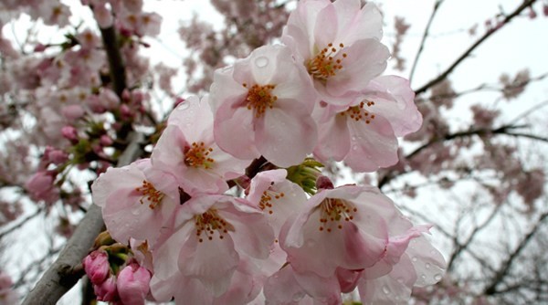 嬌花喜迎春。（示意圖源：互聯網）