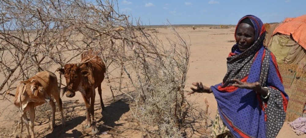 受厄爾尼諾極端氣候現象影響，埃塞俄比亞遭遇30年來最嚴重干旱，1020萬民眾急需食物援助。（圖源：聯合國）