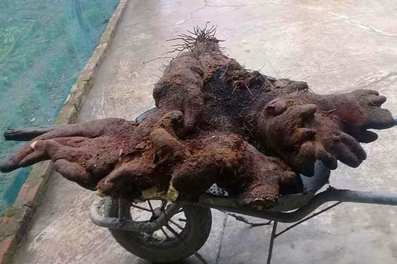 河靖省香山縣山水鄉明水村的阮T.T.挖出一顆逾100公斤重的巨型參薯。