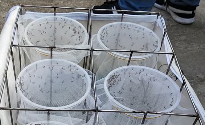 迎向撲滅越南登革熱病例計劃，昨(6)日中央衛生防疫院已在芽莊市永良鄉投放攜帶沃爾巴克氏菌(Wolbachia)的伊蚊。（圖源：阮鐘）