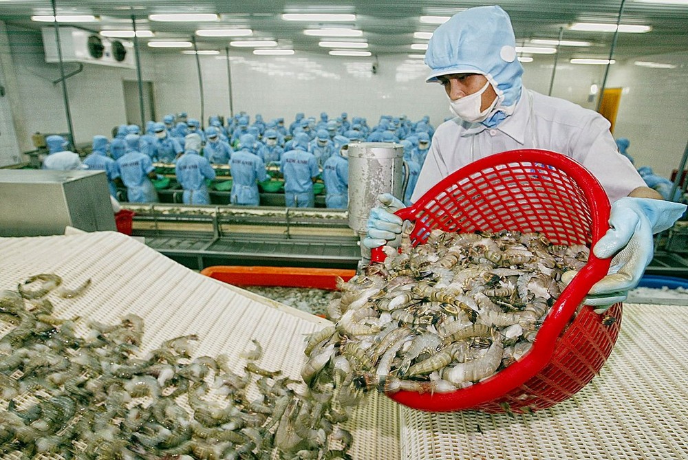 蝦類出口企業生產線。