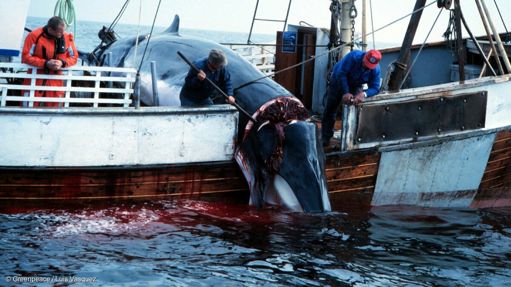 挪威漁業大臣桑貝格6日表示，挪威今年將捕殺小鬚鯨的配額數量提高至1278頭。（示意圖源：互聯網）