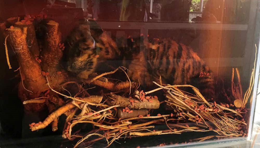 整隻小老虎被泡在玻璃酒缸內。（圖源：林園）