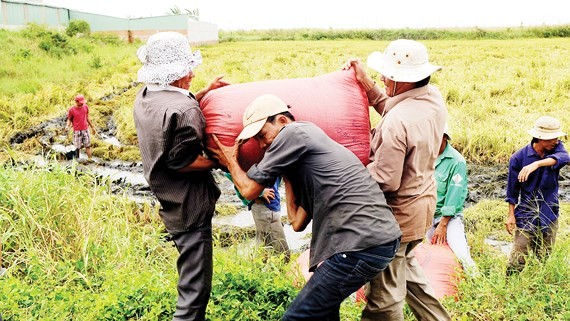 九龍江平原收穫稻穀一瞥。