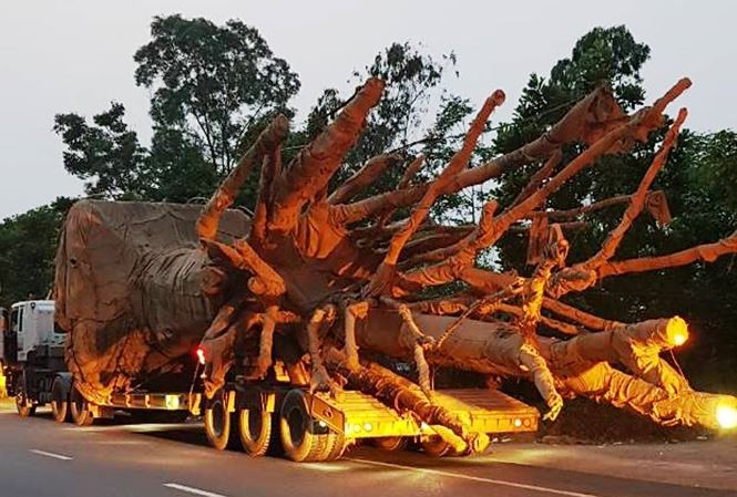 富祿交警站發現並處理違反交規運載“怪獸”樹的3輛牽引車和卡車。