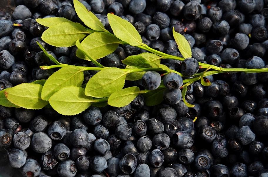 智利藍莓產季即將結束，出口量將創歷史新高。（示意圖源：互聯網）