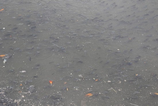 4月01日早上，饒祿-氏藝涌裡的大量魚兒浮游到水面上。（圖源：國戰）