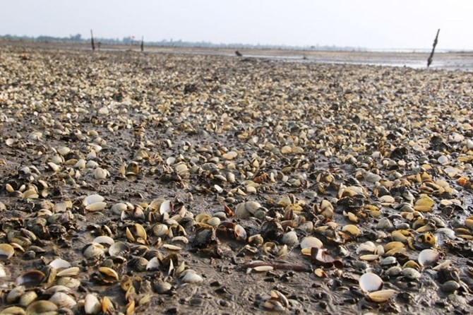 檳椥省巴椥及平大兩縣各合作社養殖的蛤蜊大量死亡，估計總產量約218噸、損失額達56億元。（示意圖源：互聯網）