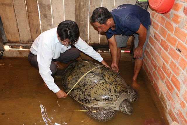 檳椥省范文全漁民捕獲的巨型麗龜。