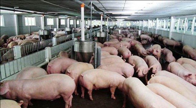 上週末同奈省毛豬價格升至每公斤4萬500元，創一年來新高。（示意圖源：互聯網）
