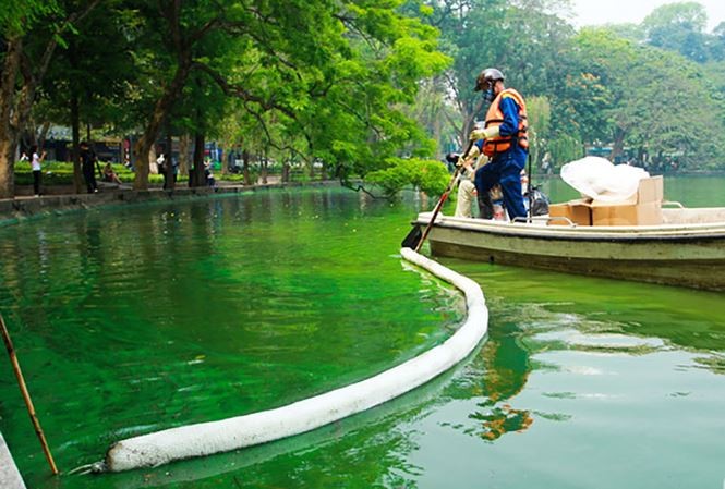 河內市排水公司代表稱，還劍湖目前的綠藻現象絕不是藻類開花狀態。（圖源：黃峰）