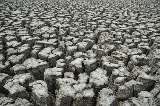 寧順省遭嚴重乾旱，農田乾涸龜裂。（圖源：阮勛）