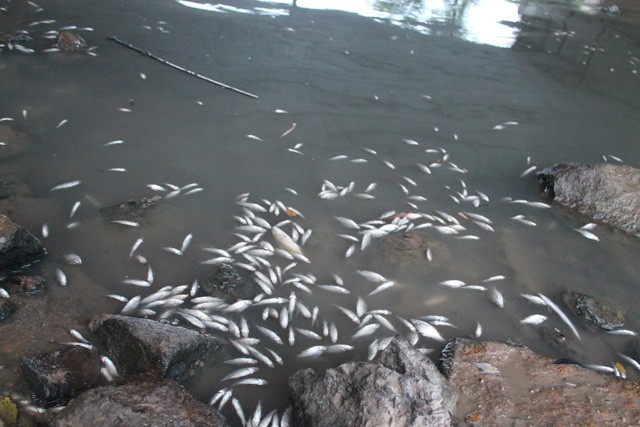 大量死魚浮在水面上。（圖源：陳梅）