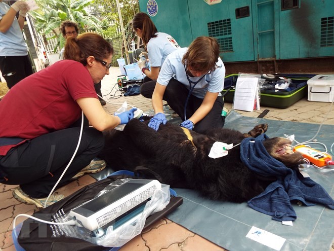 圖為越南野生動物收容中心志願隊員在給一隻熊檢查體康。（圖源：越通社）