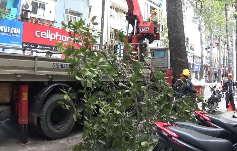 市綠樹公園管理隊主動修剪路樹。（圖源：互聯網）