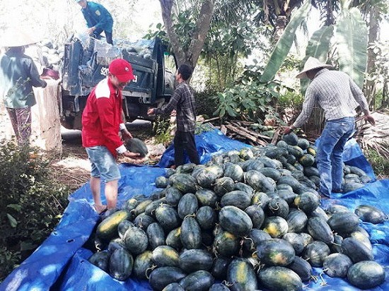 廣南省農業與農村發展廳從正式呼籲為西瓜農民解困後，各地方組織、個人和企業已前往購買農民的西瓜。（圖源：張虹）