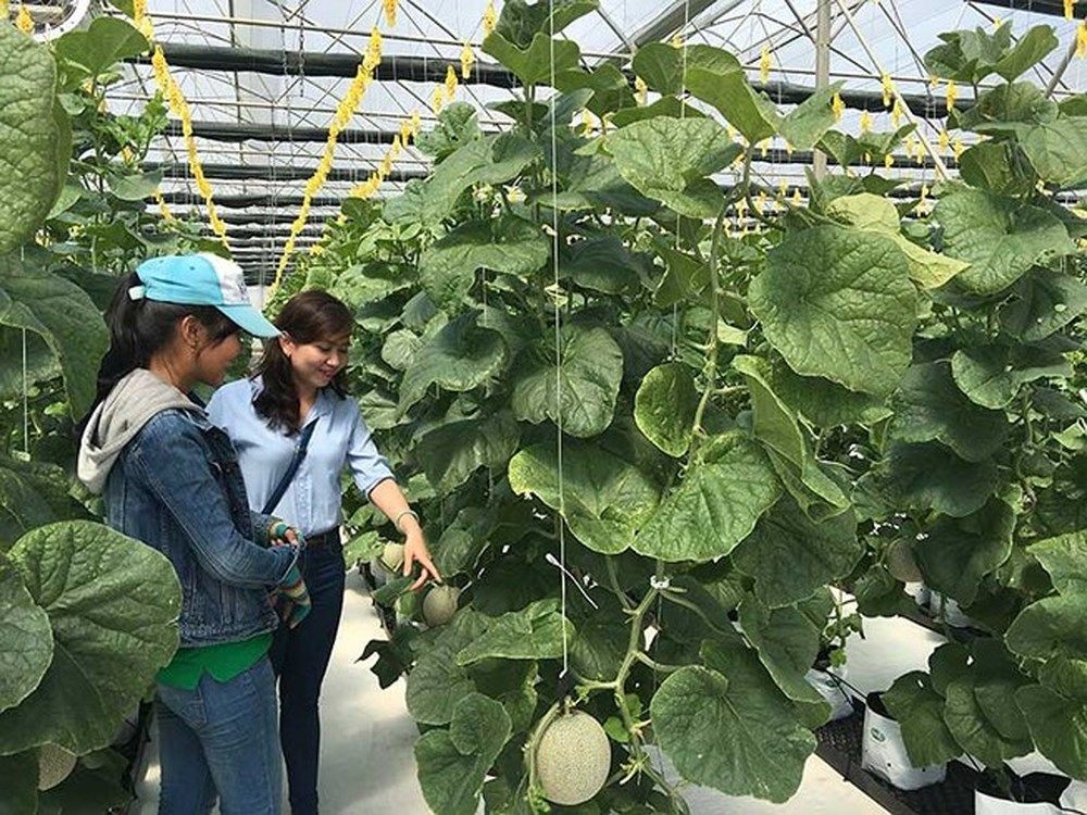 網舍中所種植的日本種網瓜與香瓜帶有高經濟效益。