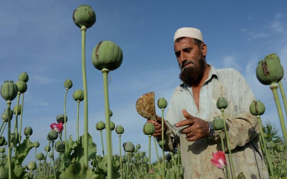 聯合國：阿富汗去年的罌粟種植面積約為32萬8000公頃，創歷史新高。（示意圖源：互聯網）