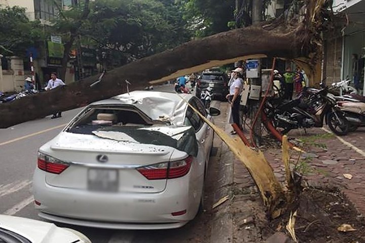 Lenux ES300H型汽車遭鳳凰樹連根拔起塌下壓扁。（圖源：VOV）