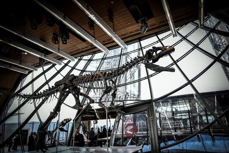 這隻恐龍的品種至今還有待研究和命名。（圖源：AFP）