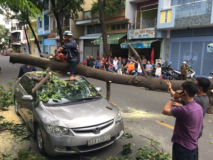 大樹被吹倒砸中汽車，導致該區的交通受阻。（圖源：黎豐）