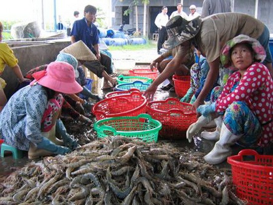 商販在九龍江平原收購白足蝦。（示意圖源：NNVN）