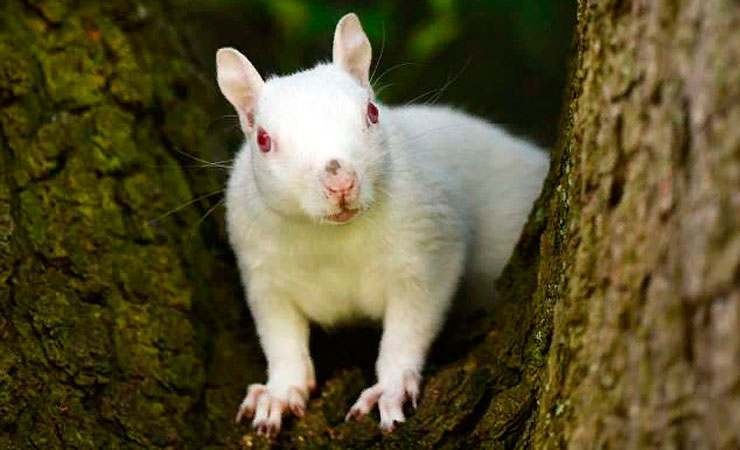 這隻松鼠全身雪白，毛髮乾淨蓬鬆，眼睛為淡紅色。（圖源：互聯網）