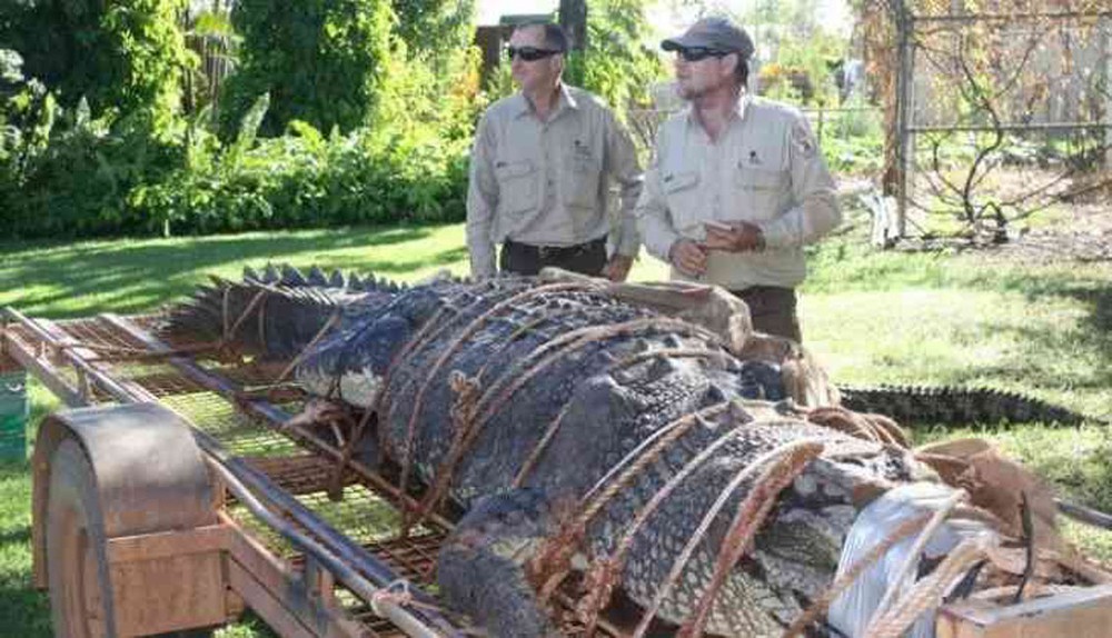 4.7米長的大鱷魚被綁在拖車上，場面十分驚人！（圖源：互聯網）