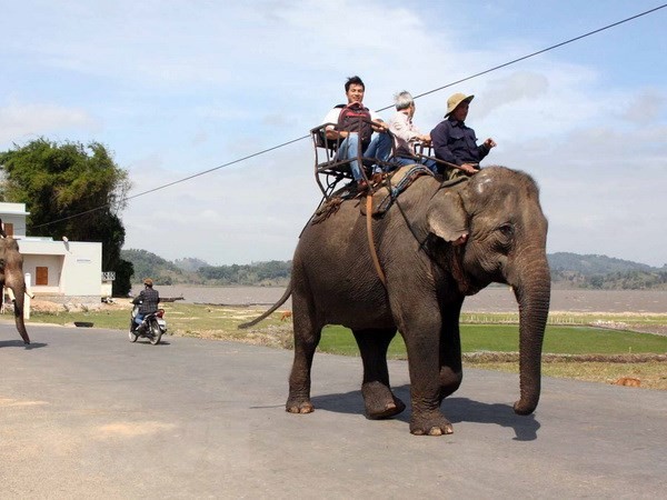 遊客騎大象參觀。（圖源：越通社）