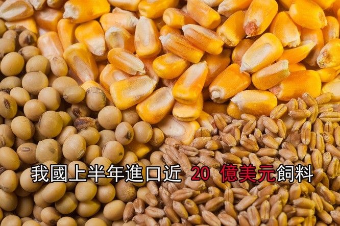 進口的飼料大部分是黃豆、玉米、小麥、木薯及木薯製品。（示意圖源：互聯網）