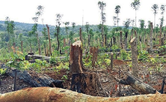 達樂 7 年近 2 萬 4000 公頃林地“消失”。（示意圖源：互聯網）