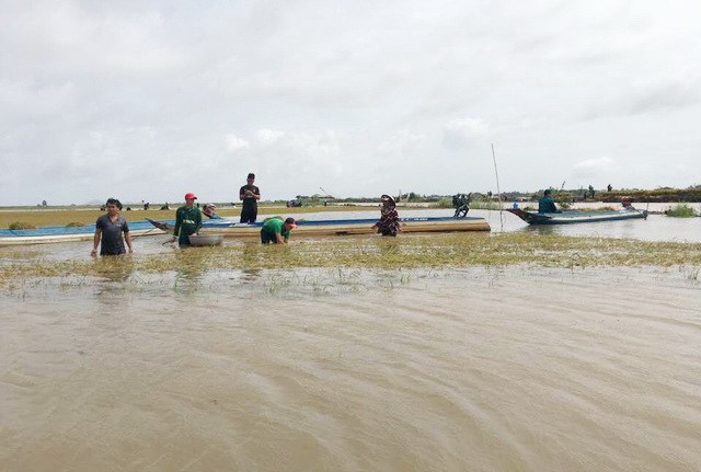 同塔多地的稻田被洪水淹沒。