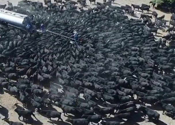 有人拍到1300隻牛圍著水車搶水喝的奇景。（圖源：互聯網）