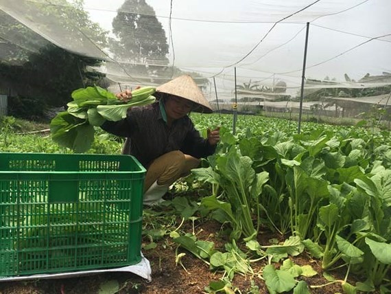 一名老農在達VietGAP標準的菜園收割蔬菜。（圖源：青海）