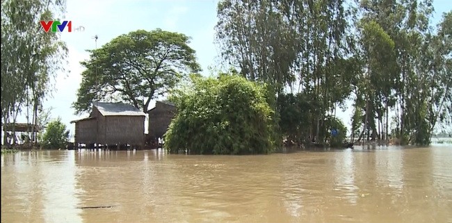 九龍江平原各省、市主動應對大洪水。（圖源：VTV視頻截圖）