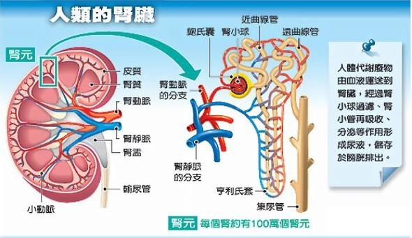 人體腎臟解剖圖。（圖源：互聯網）
