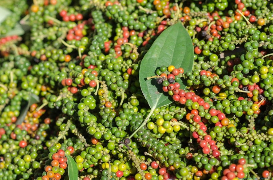 富國島胡椒每公斤僅為６萬元。（示意圖源：互聯網）