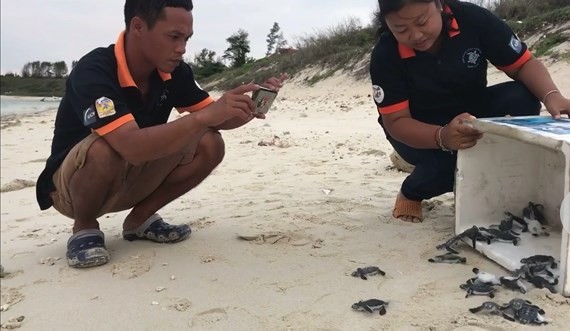 保護區工作人員將這51隻小海龜放歸大海自然環境。