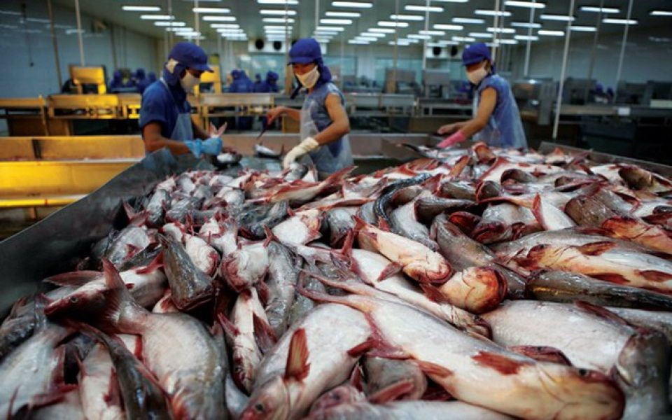 九龍江平原的查魚價正創10年來的新高。（示意圖源：互聯網）