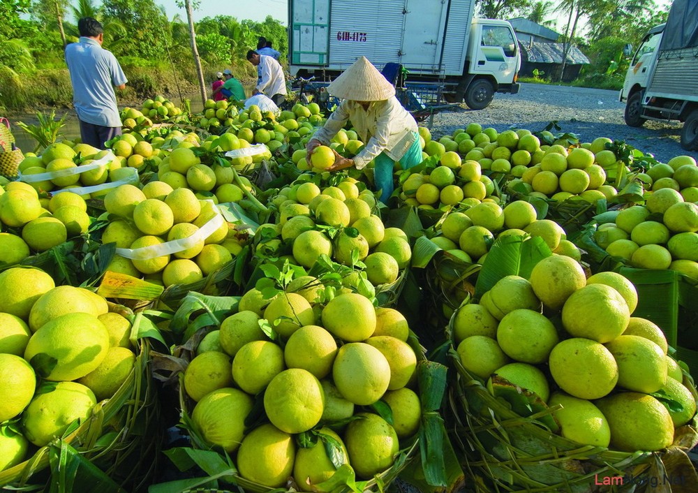 綠皮柚是檳椥省特產備受國內外市場歡迎。