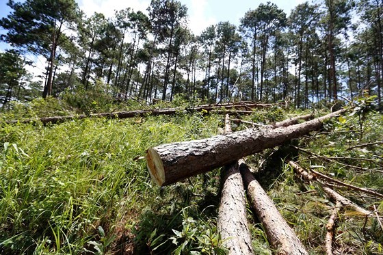 林同省樹林遭人非法大量砍伐現場。（圖源：段堅）