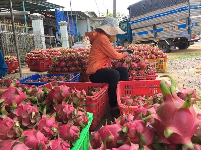 植物保護局局長黃忠：我國火龍果向中國市場出口的活動仍正常。（示意圖源：互聯網）