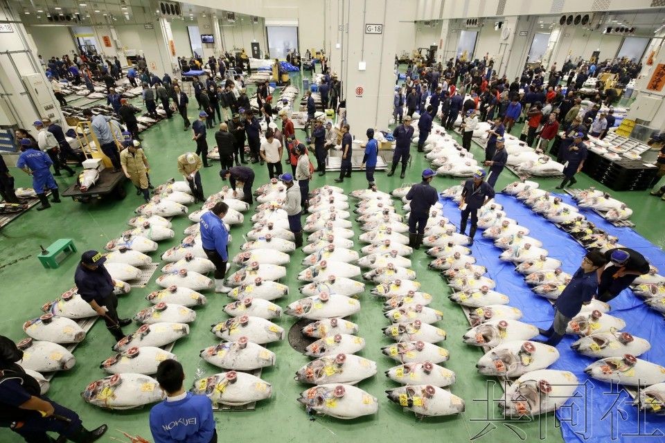 當地時間10月11日，日本東京，取代築地市場的豐洲水產市場正式開業。（圖源：共同社）